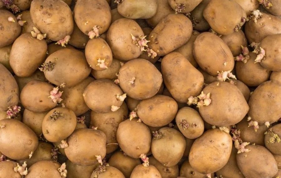 Forecasting Potato Sprout Development Throughout Storage: A Sustainable Solution for Potato Storage Management