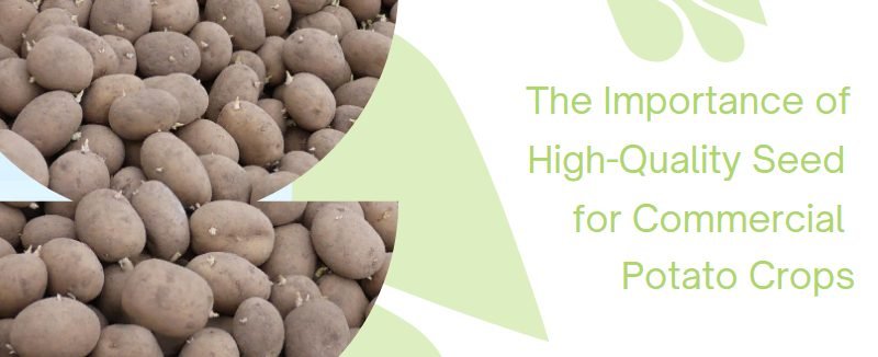 The Importance of High-Quality Seed for Commercial Potato Crops